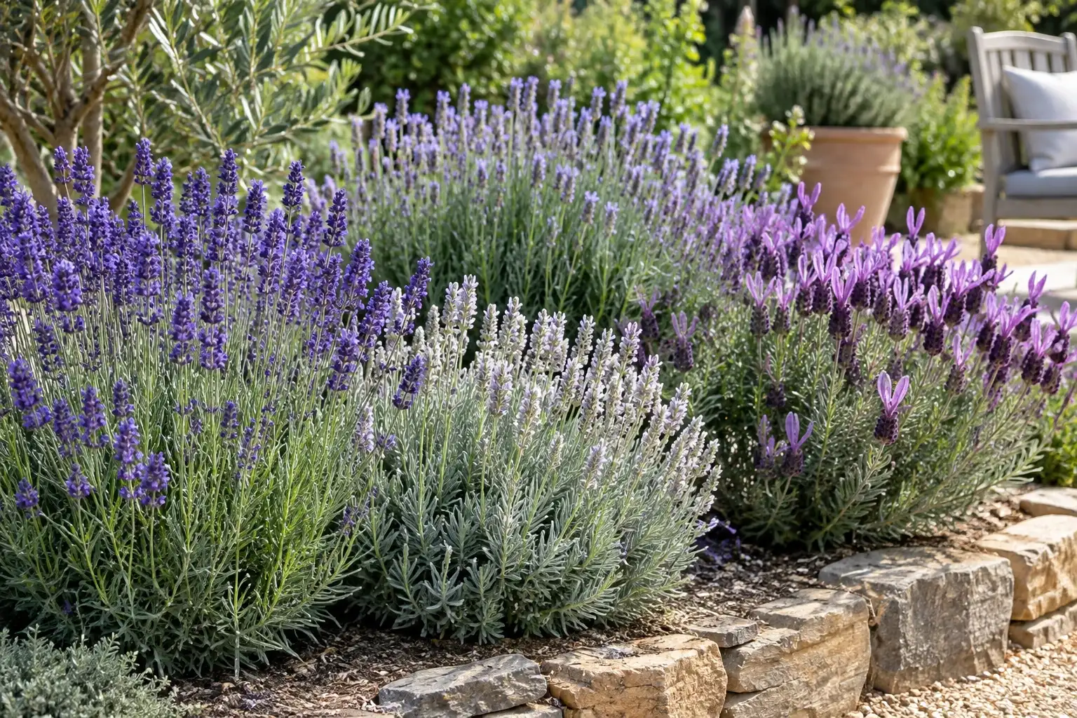 Tuinborder met verschillende paarsblauwe en zilvergroene lavendelplanten in bloei