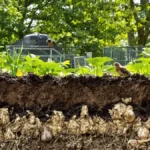 Een verrassende methode om woelratten snel te verwijderen: wacht niet te lang met handelen